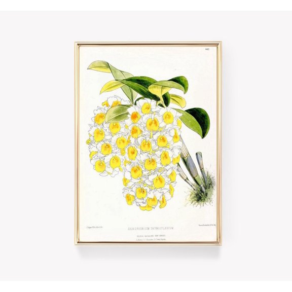 Dendrobium Thyrsiflorum Wall Art Print, Vintage Botanical Orchid And Floral Decor