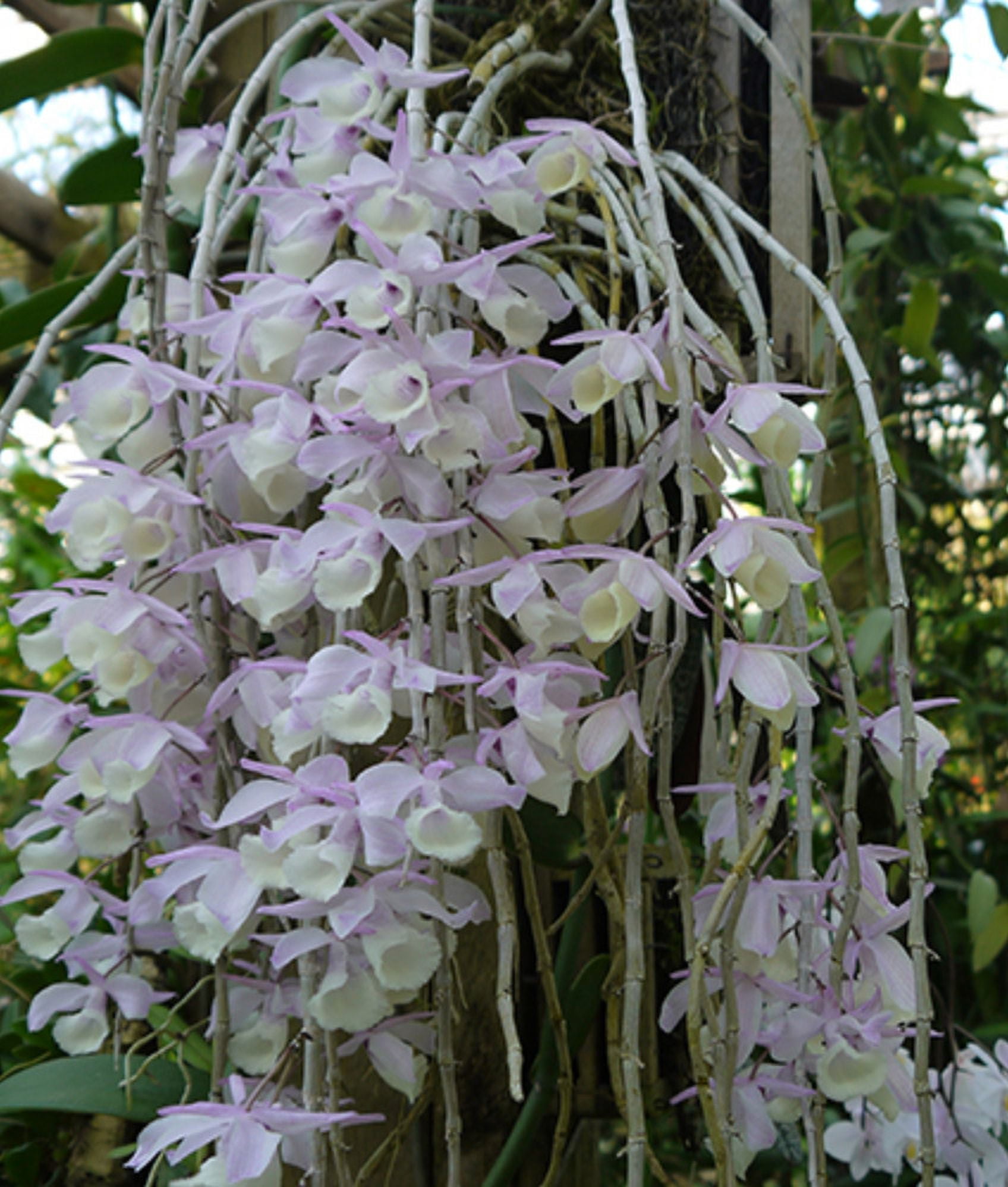 Dendrobium aphyllum Spiking, rare orchid, SeedStudio POE Event Sale