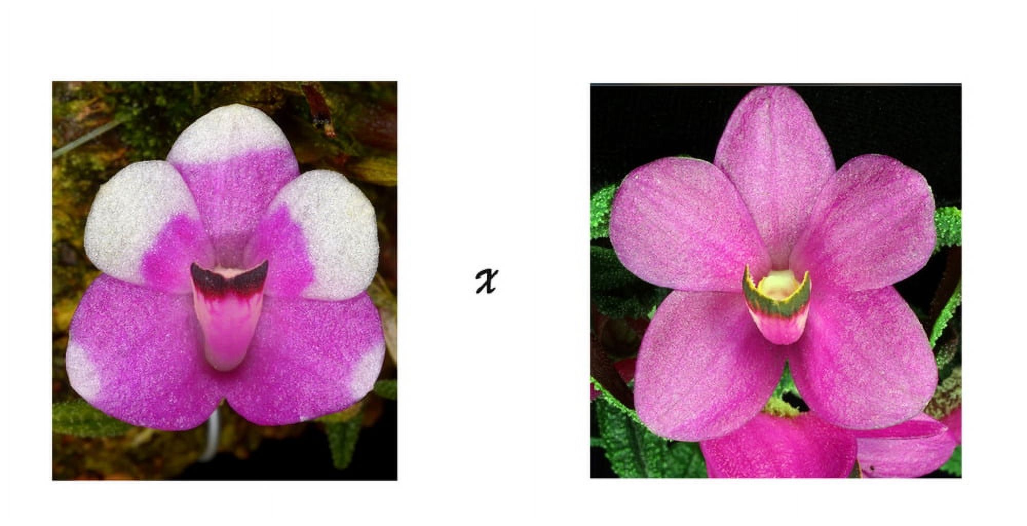 Dendrobium cuthbertsonii PNG miniature Orchid species Mounted