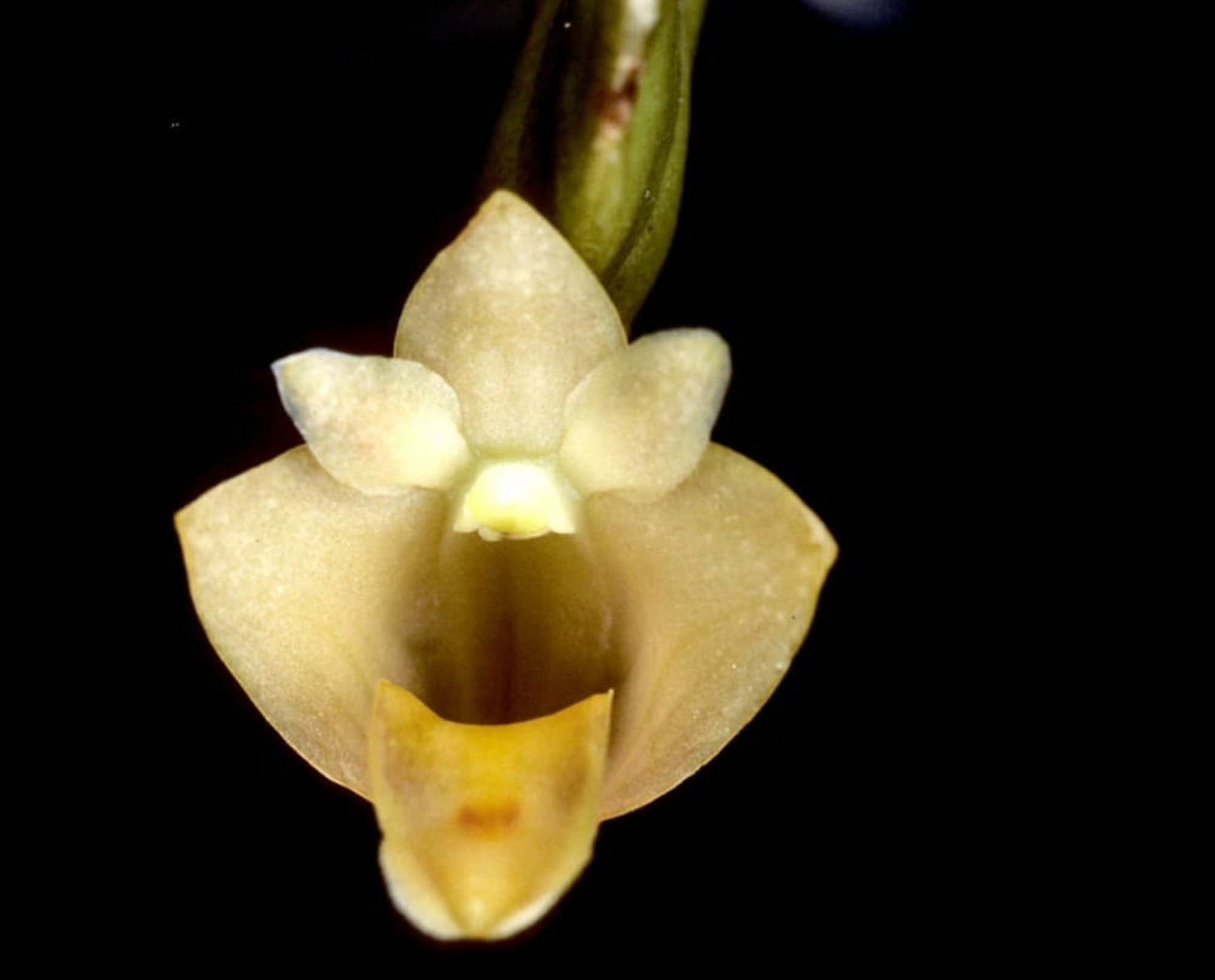 Dendrobium leonis, miniature rare orchid, POE Event Sale