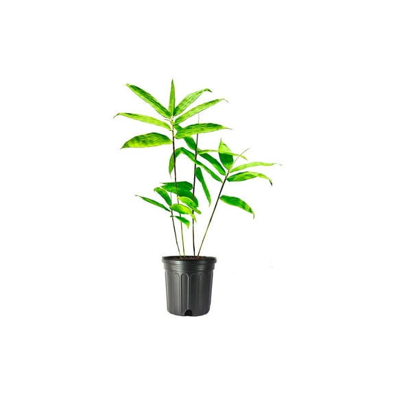 Dendrocalamus Asper Bamboo 1 Live Plant Fast-Growing Giant Bamboo Ideal for Indoor/Outdoor Green Spaces, Landscaping & Eco-Friendly Decor Also Known As Dragon or Rough Bamboo