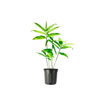 Dendrocalamus Asper Bamboo  3 Live Plants  Fast-Growing Giant Bamboo  Ideal for Indoor/Outdoor Green Spaces, Landscaping & Eco-Friendly Decor  Also Known As Dragon or Rough Bamboo