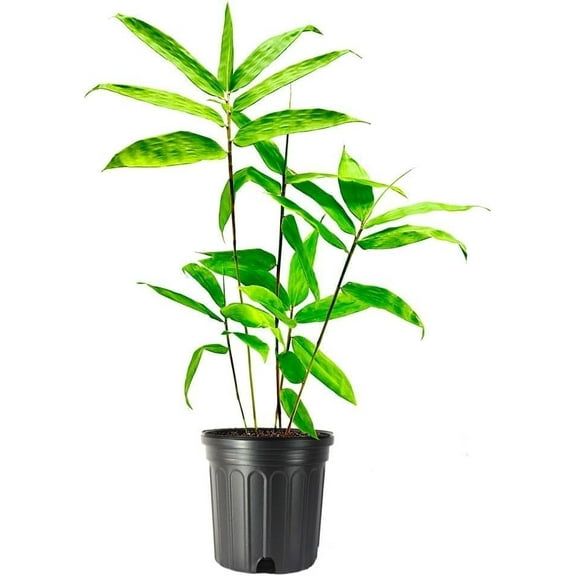 Dendrocalamus Asper Bamboo Plant - 1 Live Plant - Fast-Growing Indoor/Outdoor Giant Bamboo for Landscaping & Green Decor - Eco-Friendly - Also Known as Dragon/Rough Bamboo