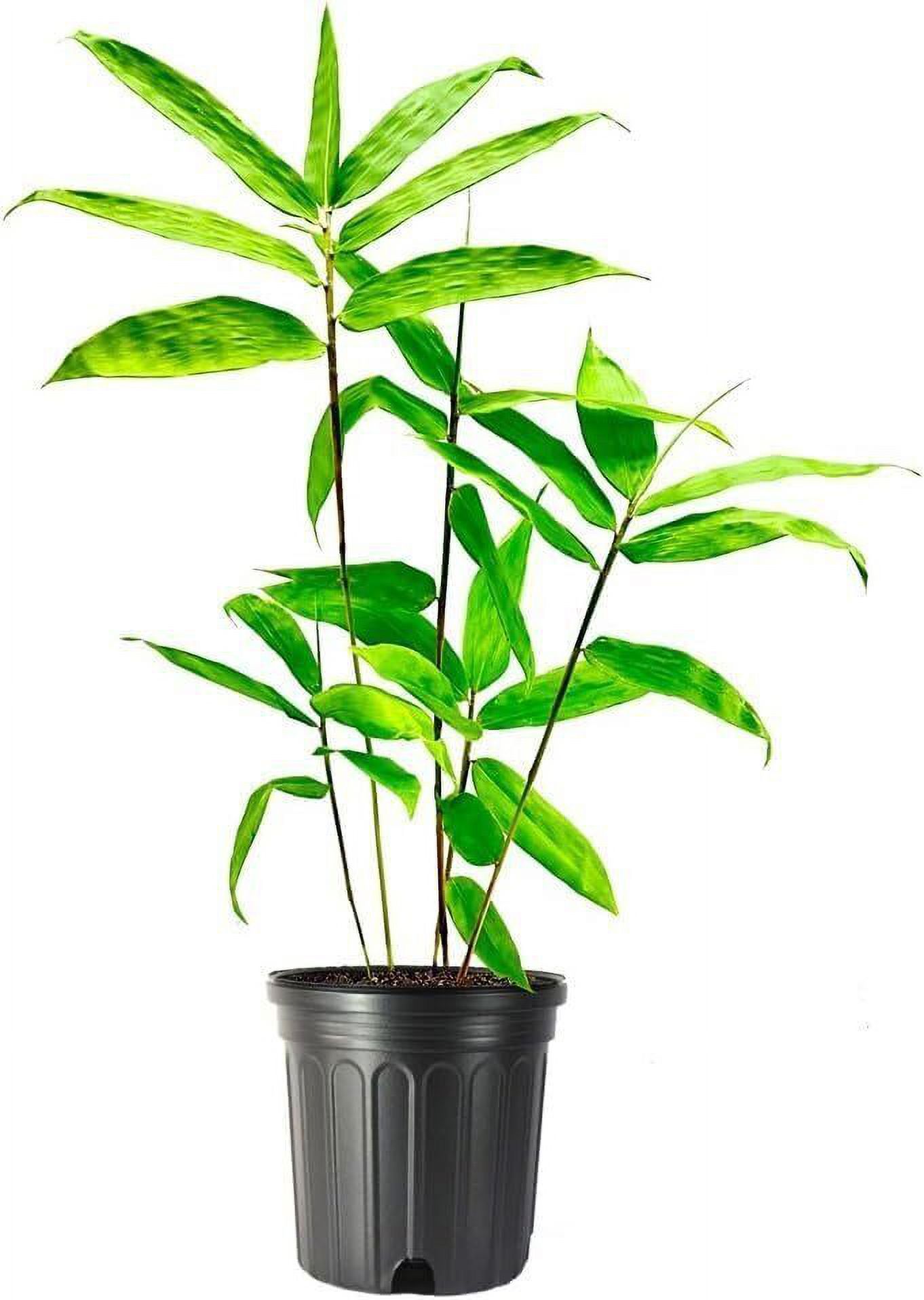 Dendrocalamus Asper Bamboo Plant Live Plants FastGrowing Live