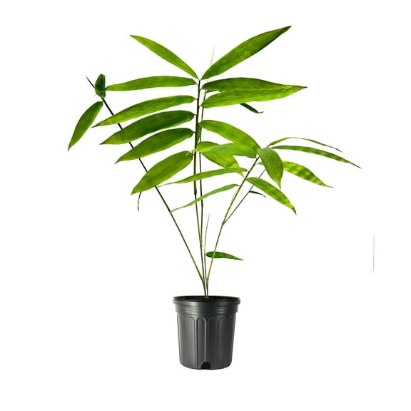 Dendrocalamus Giganteus Bamboo 1 Large Gallon Size Plant Fast-Growing Privacy Screen Giant Live Outdoor Greenery Sustainable Garden Solution