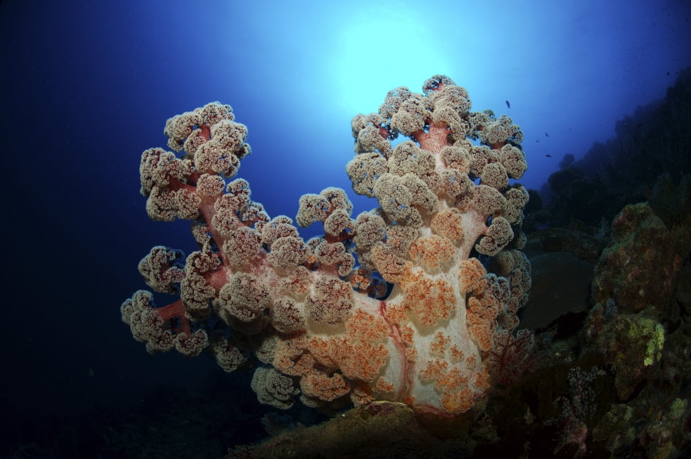 Dendronephthya soft coral Acasta Reef Indonesia Canvas Art - Mathieu MeurStocktrek Images (34 x 23)