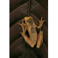 thumbnail image 1 of Dendropsophus Ebraccatus Hourglass Treefrog, Animals Unframed Photographic Print Wall Art by Paul Starosta Sold by Art.Com, 1 of 4