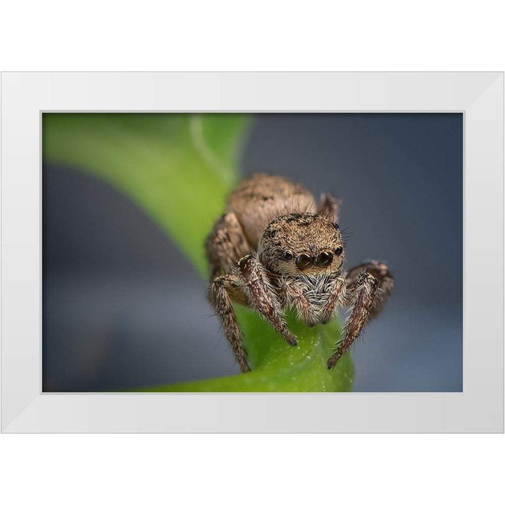 Deng, Ivy 14x11 White Modern Wood Framed Museum Art Print Titled - Jumping Spider