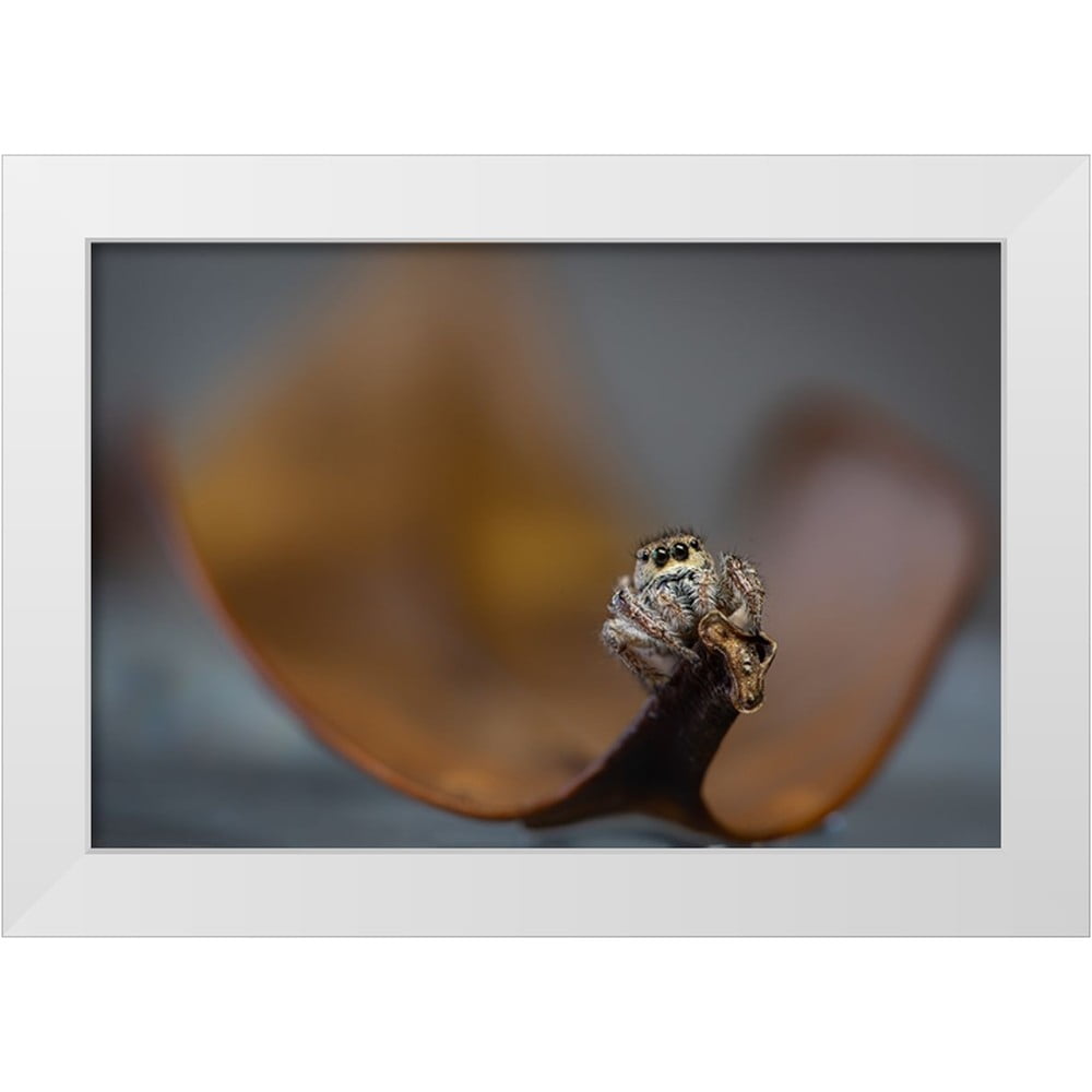 Deng, Ivy 14x11 White Modern Wood Framed Museum Art Print Titled - Jumping Spider