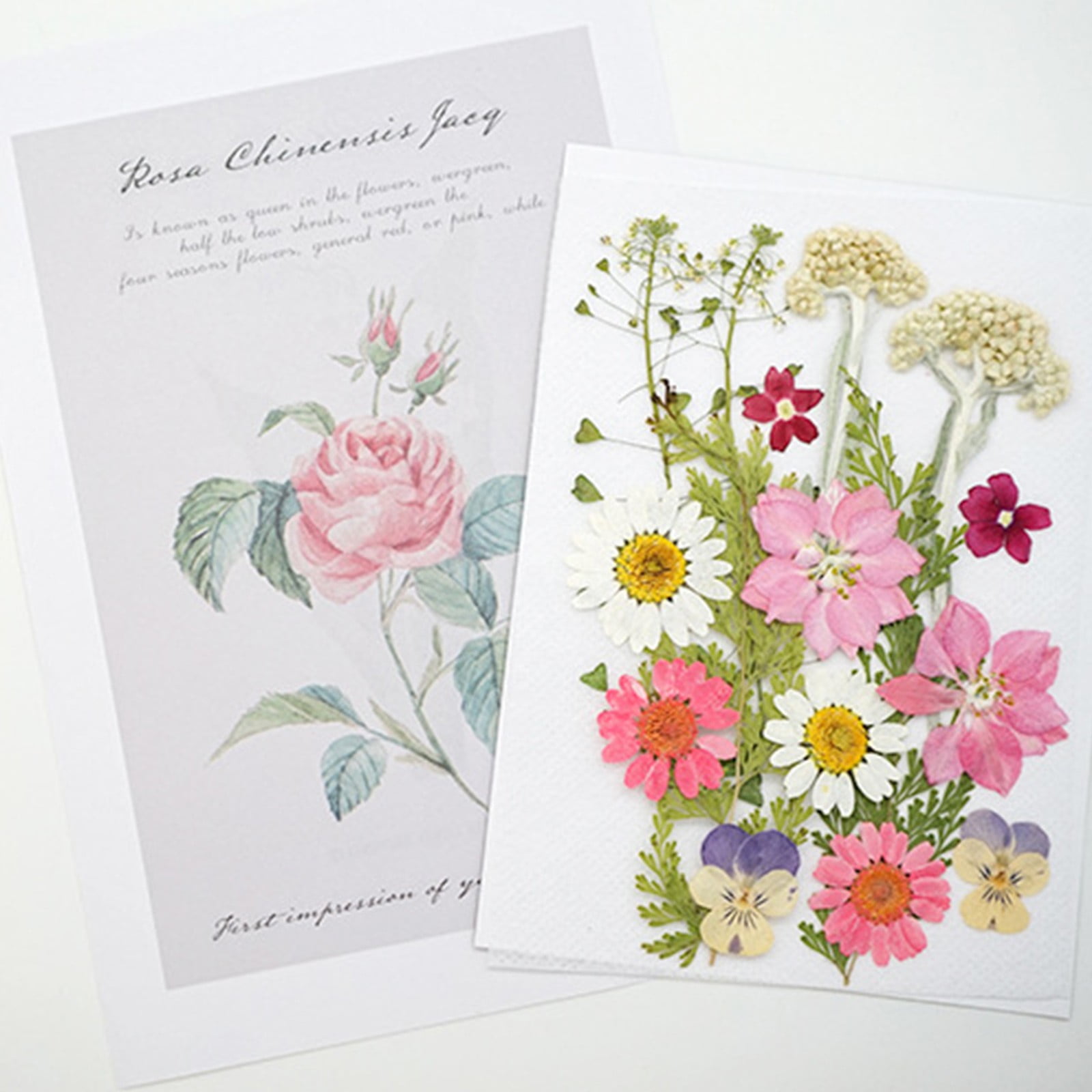 Diy Flowers For Crafts Vintage Dried Flowers For Notebook - Temu