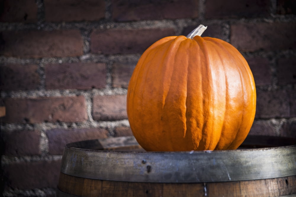 Denmark Close-up of Pumpkin Copenhagen Canvas Art - Dosfotos Design Pics (18 x 12)