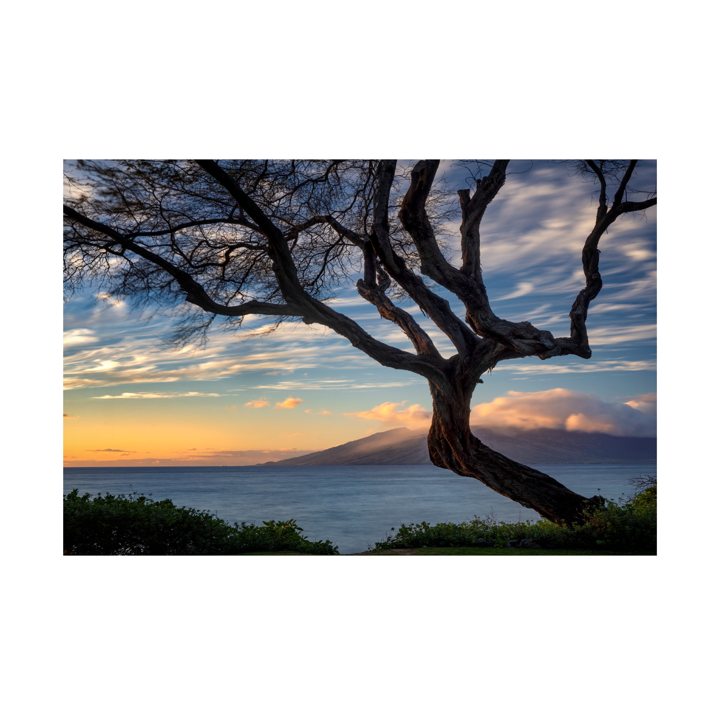 Dennis Frates 'Branching Tree' Canvas Art