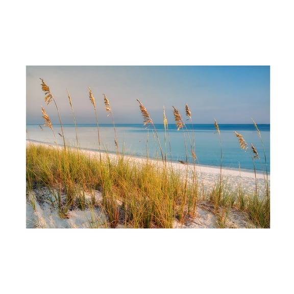 Dennis Frates 'Sea Oat Grass 1' Canvas Art