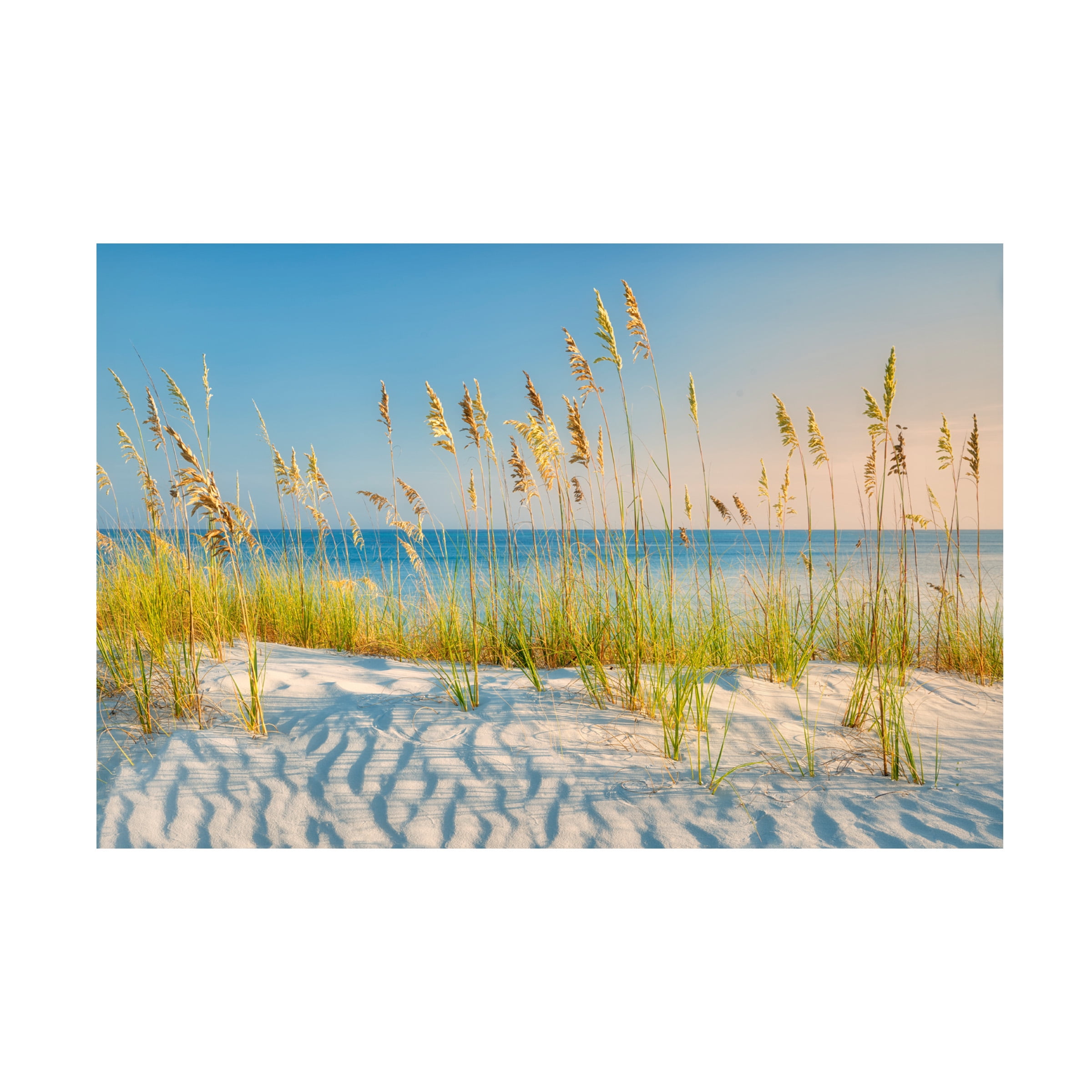 Dennis Frates 'Sea Oat Grass 2' Canvas Art