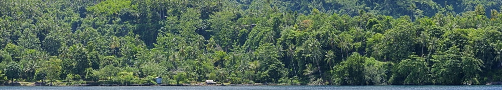 Dense forest on the coast Papua New Guinea Canvas Art - Panoramic Images (22 x 4)