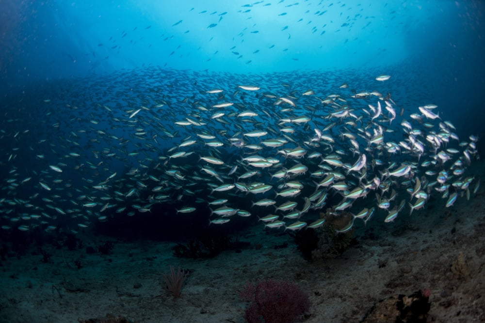 Dense school of silver and blue fusilier fish West Papua Indonesia Canvas Art - Mathieu MeurStocktrek Images (34 x 23)