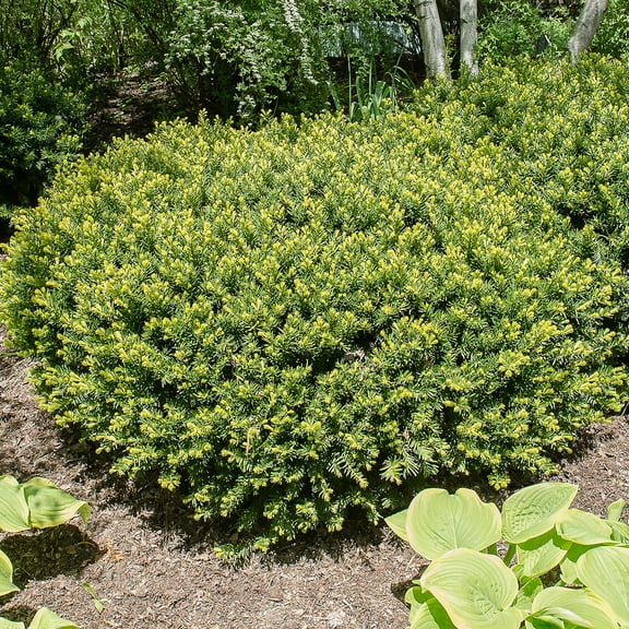 Densiformis Spreading Yew Evergreen Shrub, in a 3 gallon pot