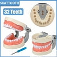 thumbnail image 1 of Dental 32 Teeth Model With Soft Gum Dental Teaching Model Removable Standard Typodont Teeth Model For Dentist Practice Training, 1 of 8