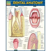 Pre-Owned Dental Anatomy (Other)