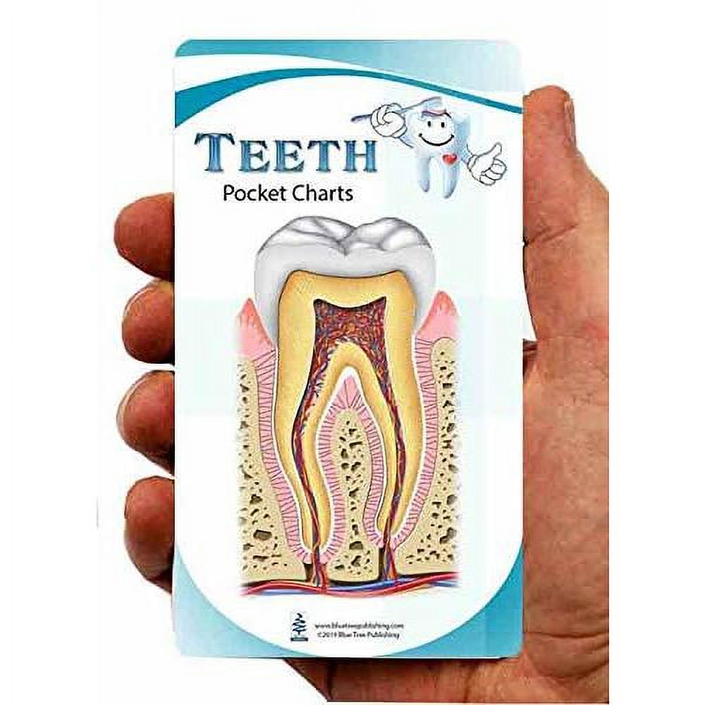 Dental Anatomy Pocket Charts,For Dentist, Hygienist, Dental Students
