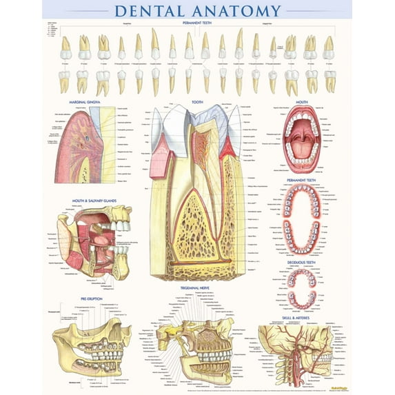 Dental Anatomy Poster (22 X 28 Inches) - Laminated: A Quickstudy Reference (Other)