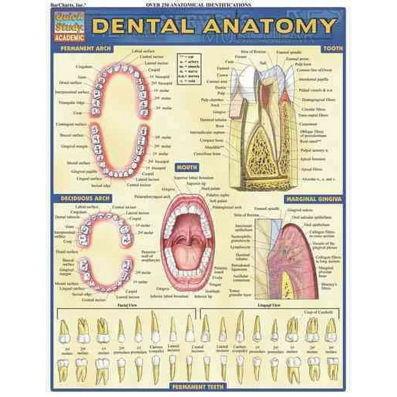 Dental Anatomy (Other)
