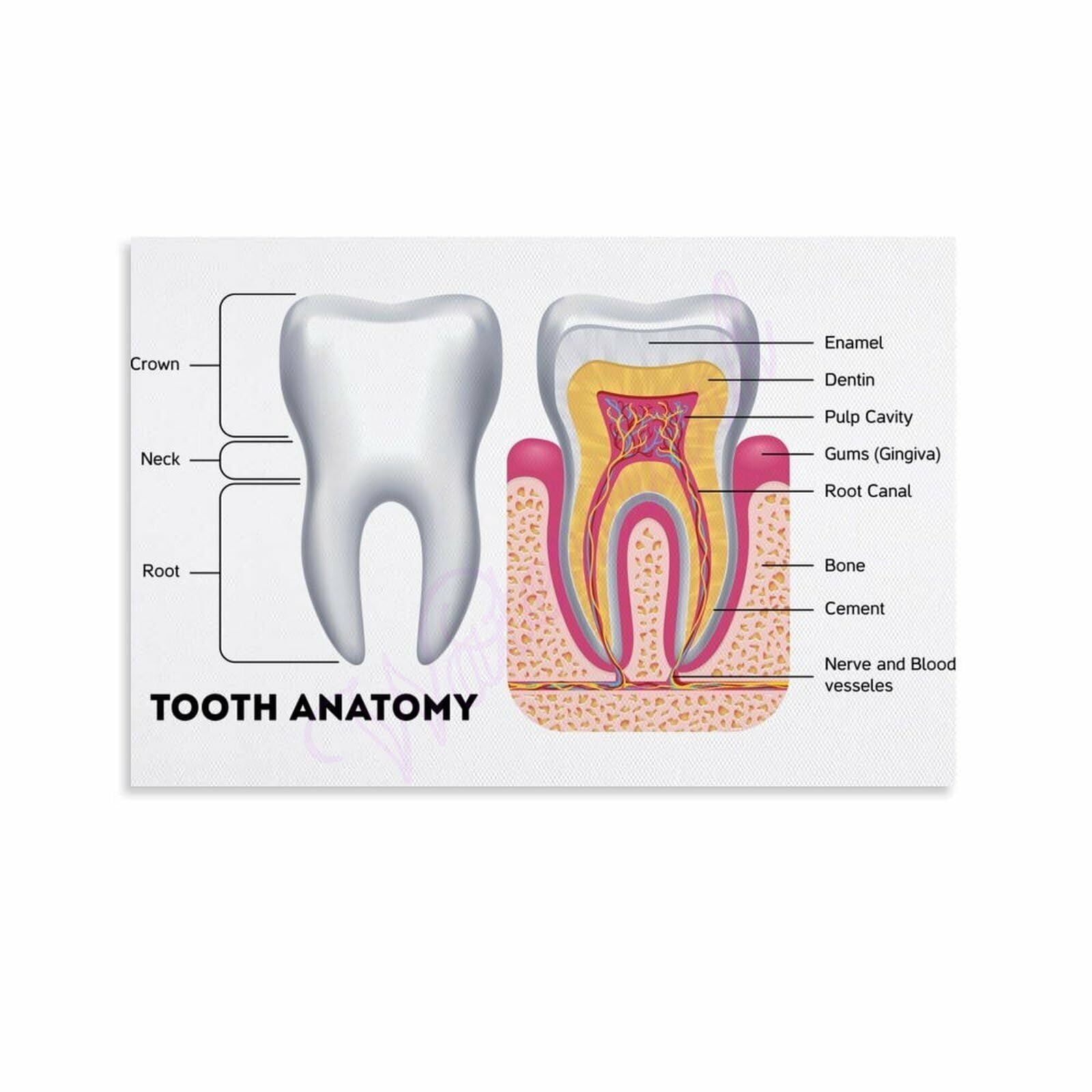 Dental Chart Office Decor Nursing School Essentials Medical Poster Canvas Painting Posters And Prints Wall Art for Living Room Bedroom Decor