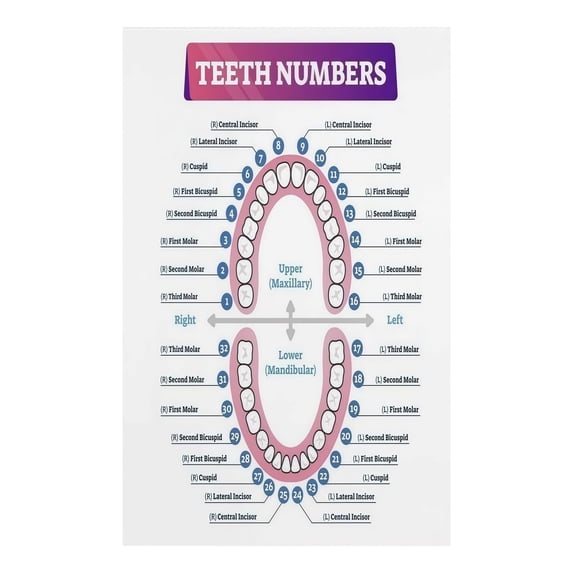Teeth Numbers. Learn Dental Education Poster Tooth Number Chart Anatomy with Numbering ...