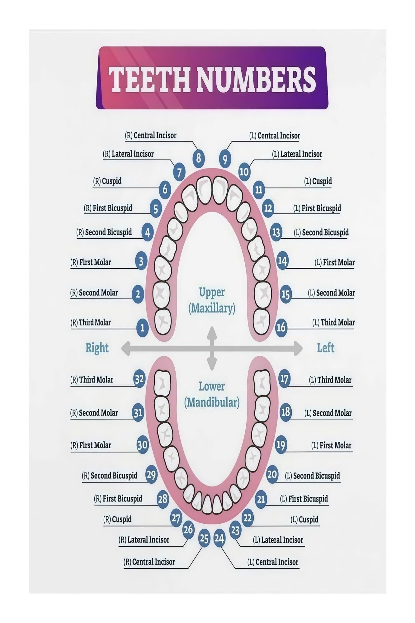 Dental Education Poster Tooth Number Chart Anatomy with Numbering ...
