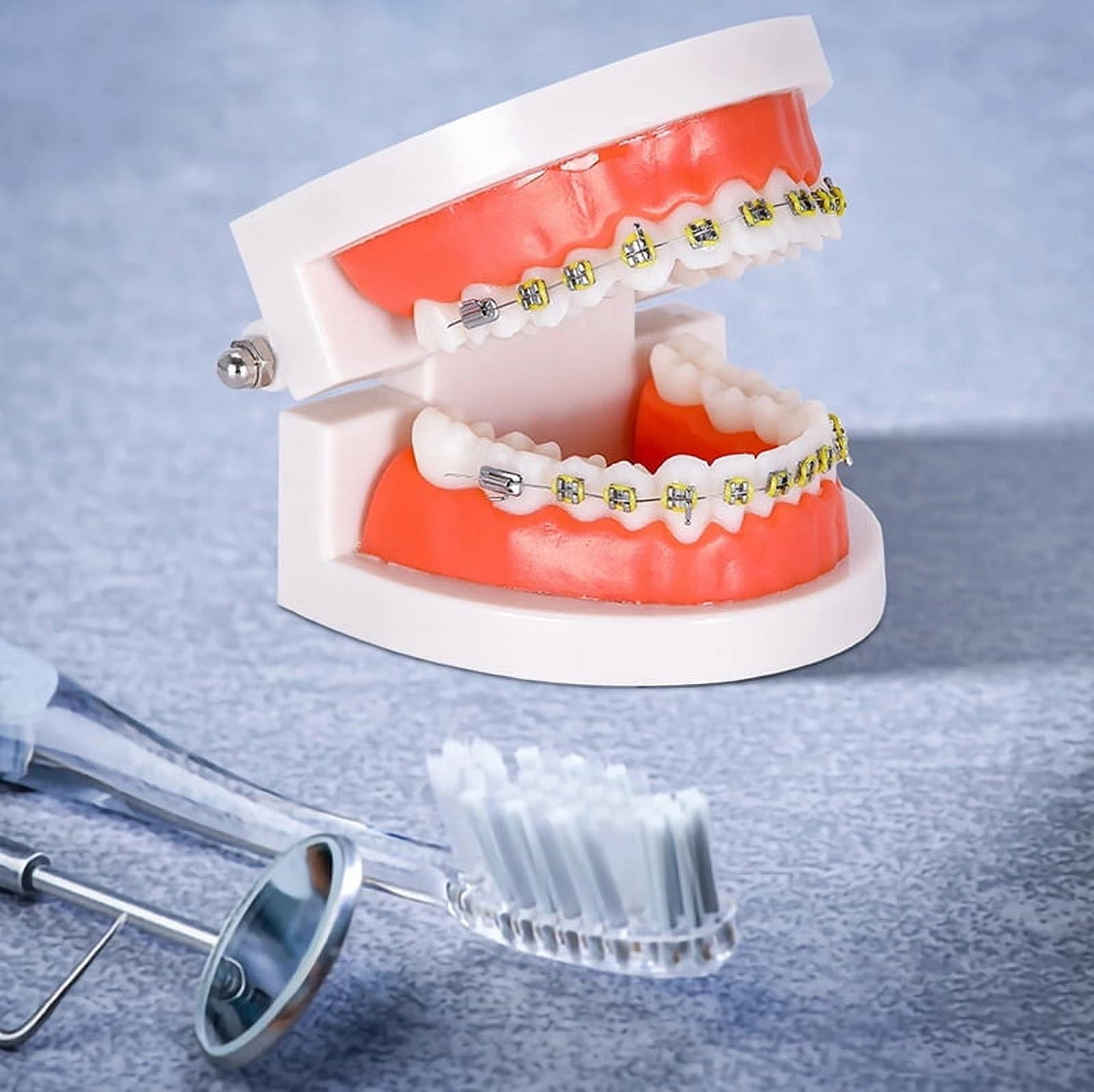 Dental Orthodontic Teeth Model With Metal Braces School Teaching ...