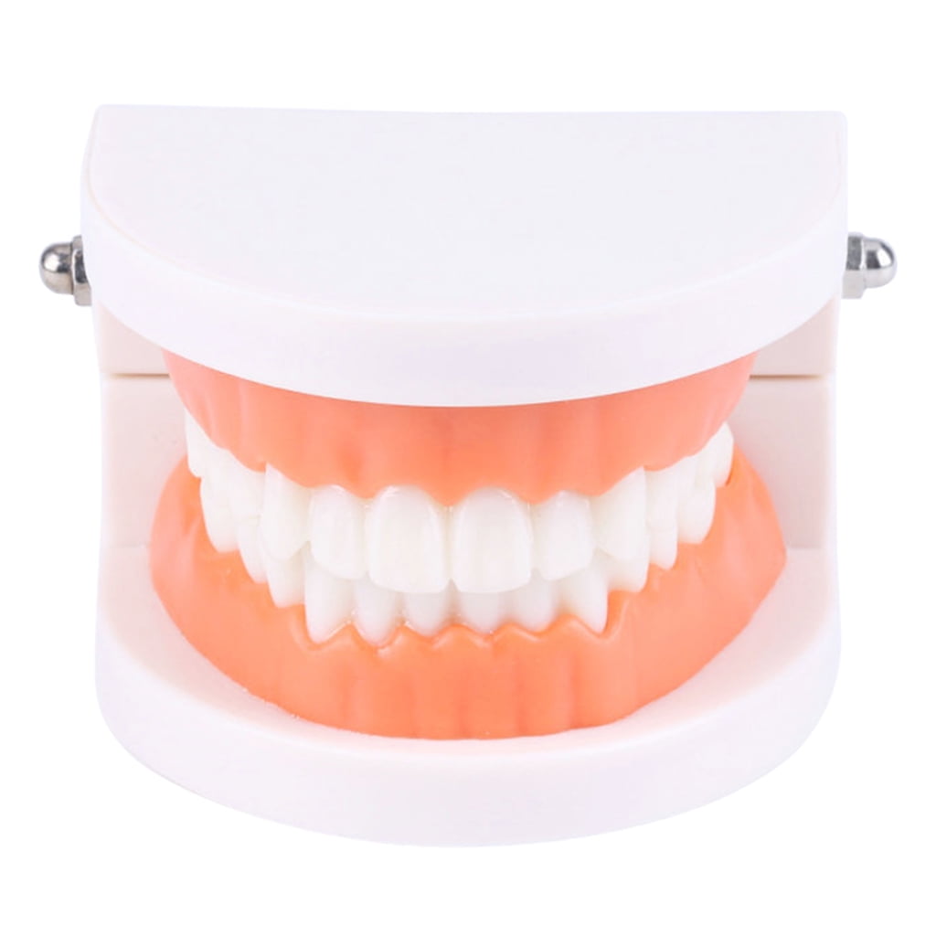 Dental Standard Teeth Kids Students Tooth Teaching Model Dental Typodont Model