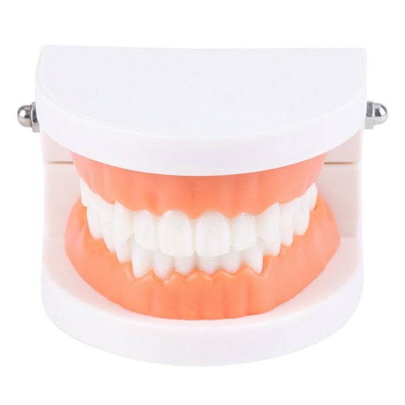 Dental Standard Teeth Kids Students Tooth Teaching Model Dental Typodont Model