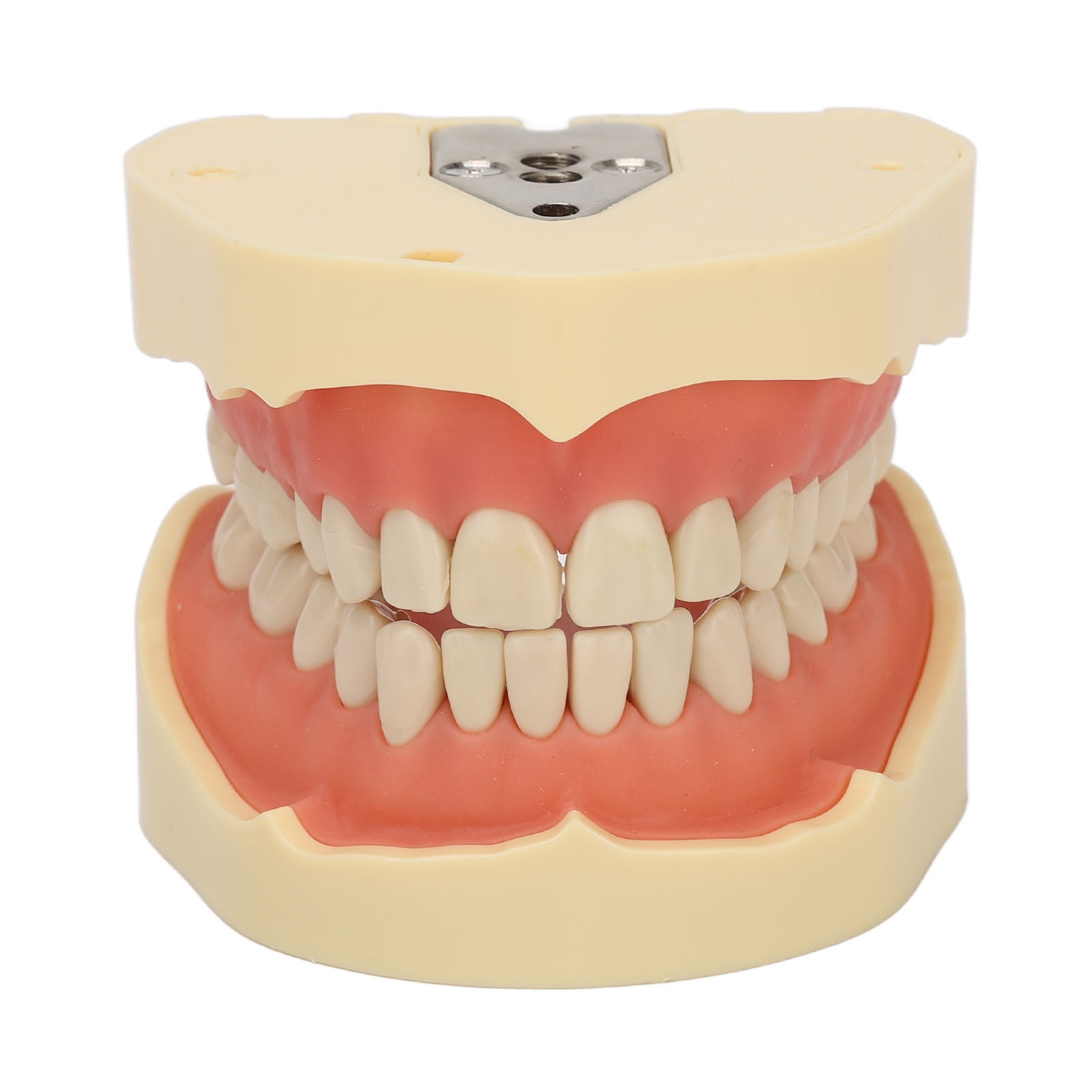 Dental Teeth Model 28 Teeth Screw Fixing Soft Gum Simulation Alignment
