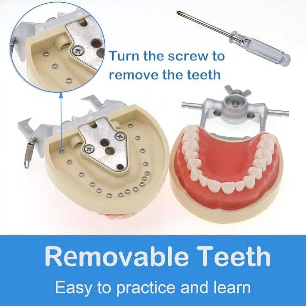 その他 NISSIN DENTAL MODEL Scaling, Root Planing Area | Periodontal Jaw Model [PER2002