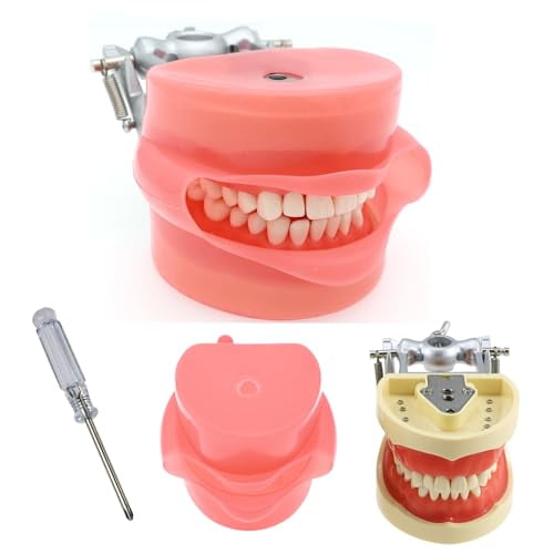 その他 NISSIN DENTAL MODEL Scaling, Root Planing Area | Periodontal Jaw Model [PER2002