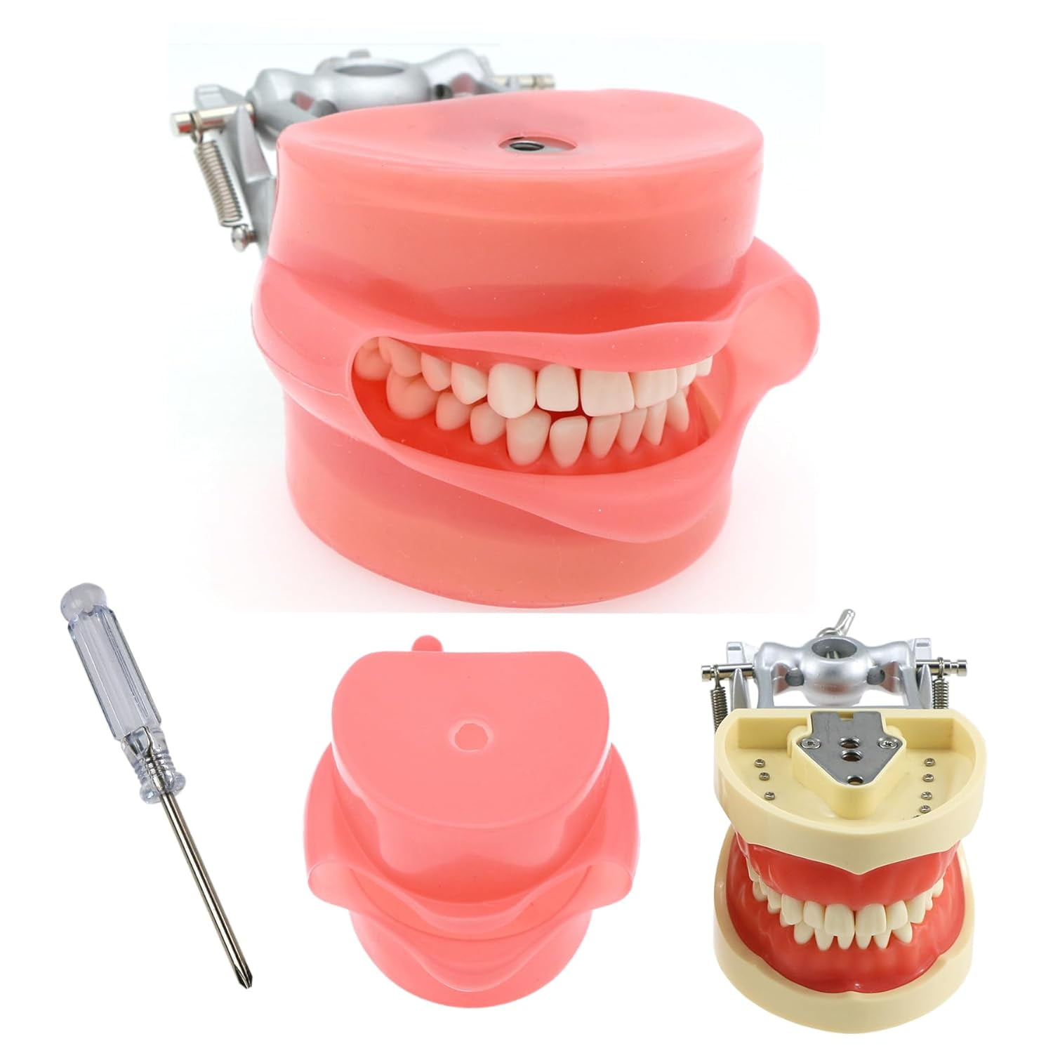 Nissin Dental Model
