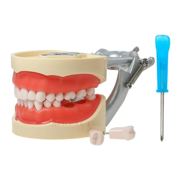 Dental Typodont Model with 32 Removable Teeth, Practice and Study (M8012 Kilgore Nissin 200 Type)