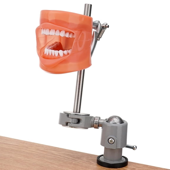 FOUR E's Scientific Dental Typodont Mounting Pole Set, 32 Removable Teeth Model Included, 360 Rotating Compatible with Kilgore Columbia Nissin and Frasaco