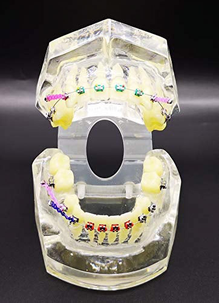 Dental Typodont Orthodontic Teeth Model For Study ,Tooth Model With