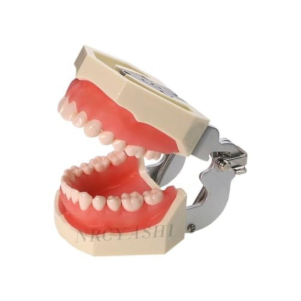 その他 NISSIN DENTAL MODEL Scaling, Root Planing Area | Periodontal Jaw Model [PER2002
