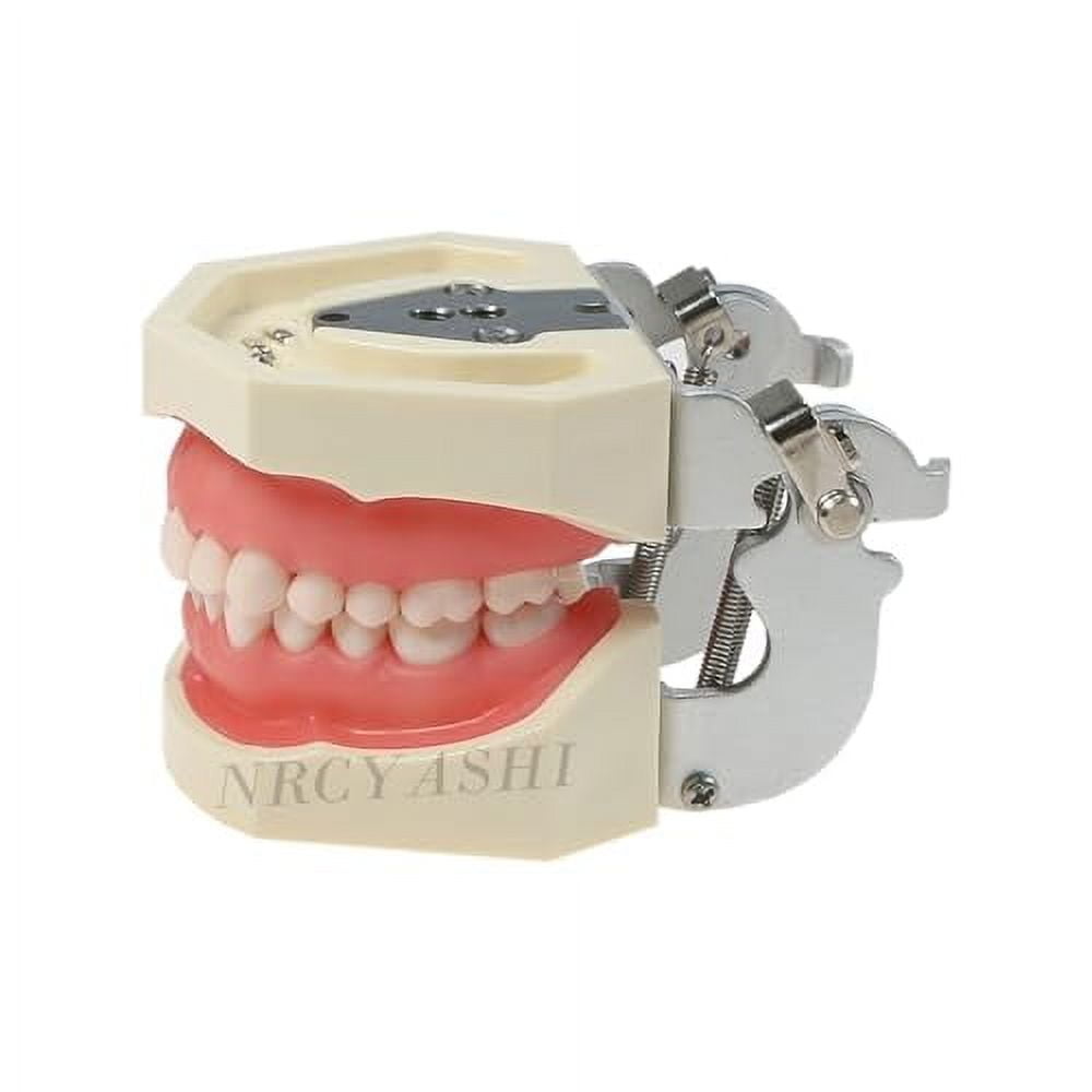 その他 NISSIN DENTAL MODEL Standard Teeth Model (nissin) /Dental Model - Teeth Model