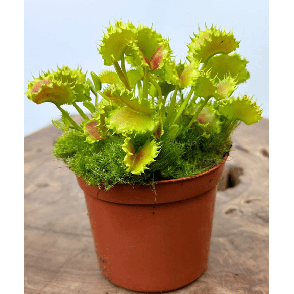 Dente Venus Flytrap Live Plant, Short-Toothed Carnivorous Plant for Indoor or Outdoor Growing