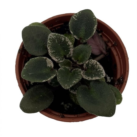 Denver Doll Micro Miniature African Violet - 2" Pot - Violet Collector's Series