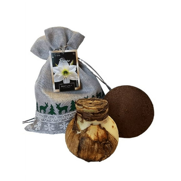 Denver White Amaryllis Holiday Gift Growing Kit, Includes a Gift Bag, Denver Amaryllis Bulb, & Professional Growing Medium