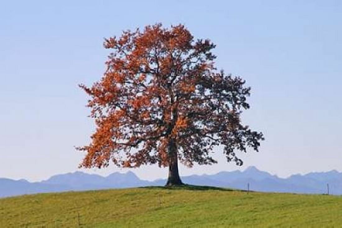 Der Baum Canvas Art - Gerhard Rossmeissl (12 x 18)