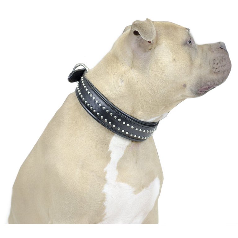 Designer Dog Leashes For Dogs