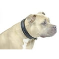 thumbnail image 1 of Derby Dog Designer Series USA Leather Padded Dog Collar with Swarovski Crystal Inlay - 12", 1 of 6