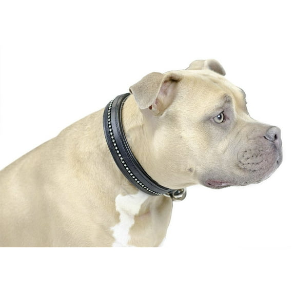 Derby Dog Designer Series USA Leather Padded Dog Collar with Swarovski Crystal Inlay - 12"
