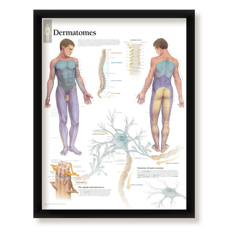 Myotomes And Dermatomes Chart Biology Diagrams