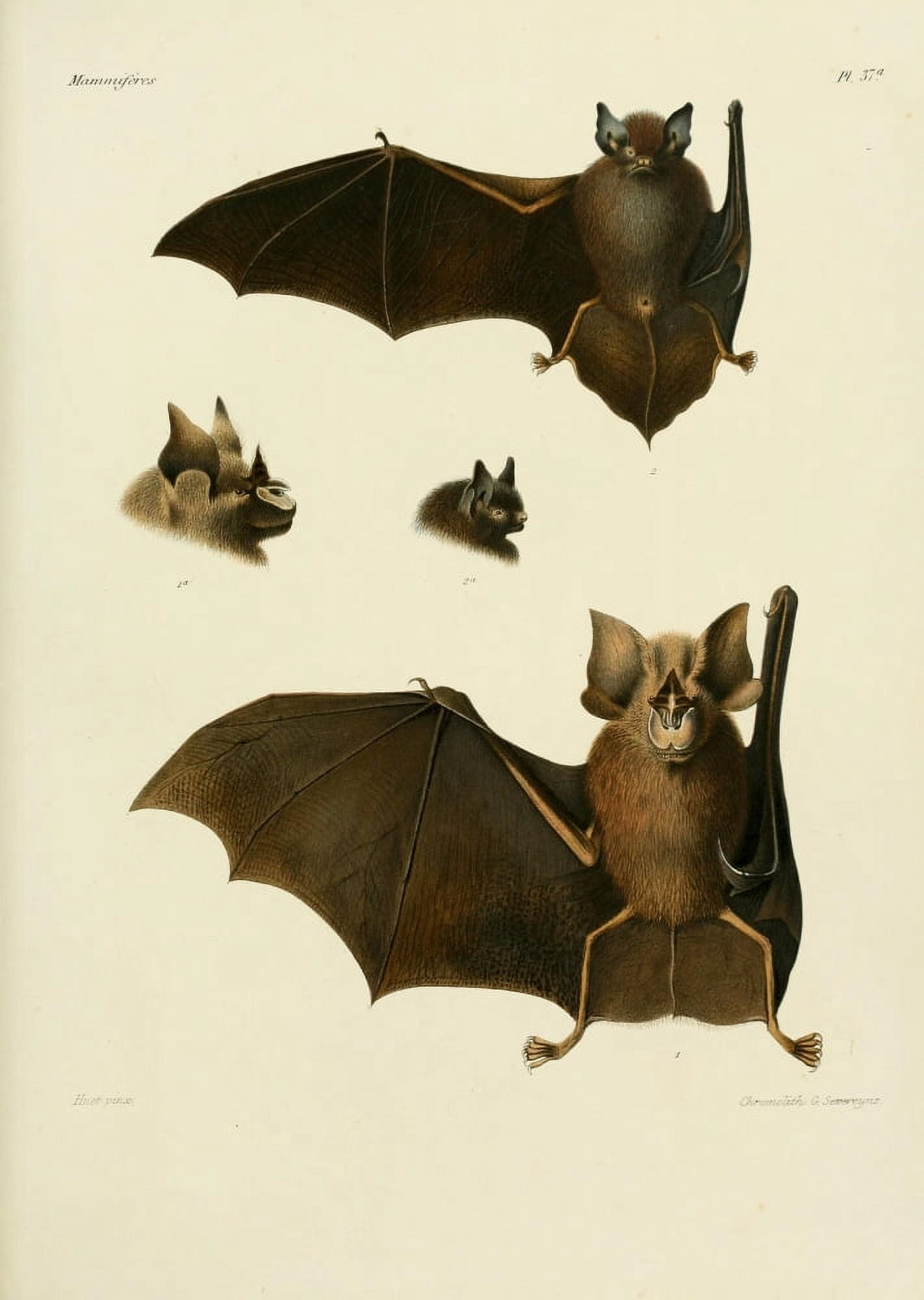 Des MammifÔø?res 1868 Bats 1 Canvas Art - Huet (24 x 36)